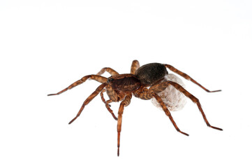 Wolf spider (Trochosa sp.) on white background, Italy.