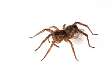 Wolf spider (Trochosa sp.) on white background, Italy.