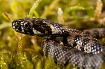 Viperine water snake (Natrix maura) juvenile, Liguria, Italy.