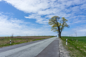 Forest path in spring. Road in the forest in summer. Forest path for walking.