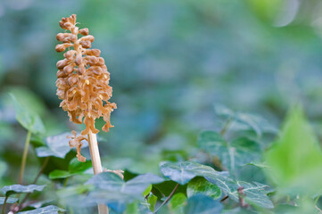 The bird's-nest orchid (Neottia nidus avis), Italy.