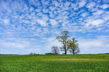 Spring landscape. Three trees in a field. Beautiful field and trees.