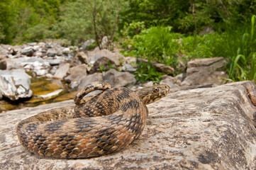 Viperine water snake (Natrix maura) in its habitat, Liguria, Italy.