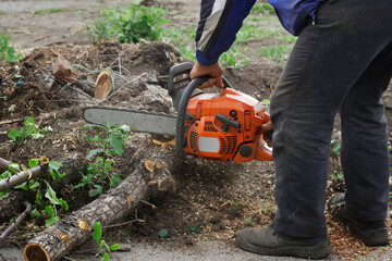 A worker or gardener uses a chainsaw to cut trees into small firewood in a garden, park or square. Sanitary pruning of trees