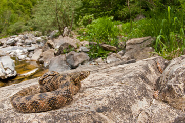 Viperine water snake (Natrix maura) in its habitat, Liguria, Italy.