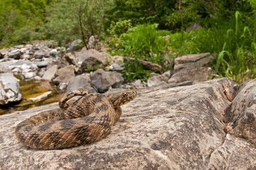 Viperine water snake (Natrix maura) in its habitat, Liguria, Italy.
