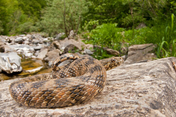 Viperine water snake (Natrix maura) in its habitat, Liguria, Italy.