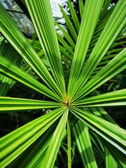 Fototapeta na wymiar feuille de palmier