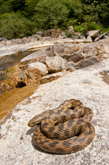 Viperine water snake (Natrix maura) in its habitat, Liguria, Italy.
