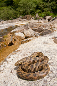 Viperine water snake (Natrix maura) in its habitat, Liguria, Italy.