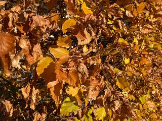 Charme commun (Carpinus betulus)