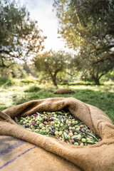 Harvested fresh olives in sacks in a field in Crete, Greece for olive oil production, using green...