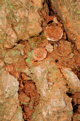 Trapdoors of trapdoor spiders, italy.