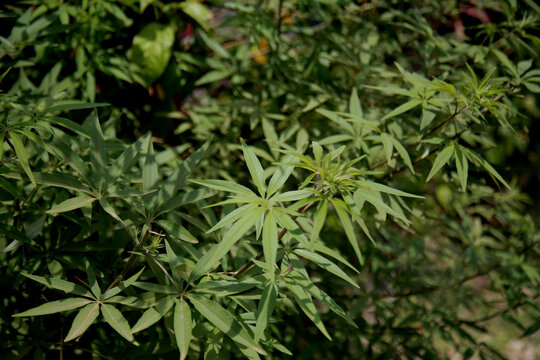 anho-casto, liamba, agno-casto, vitex, magnoliophyta, pepper, black pepper, tree-of-chastity, agno-pure, fragrance, medicine, nature, agnus, angola rosemary, vitex agnus castus, purple, shrub, garden,