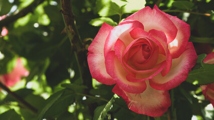Close up of bright pink rose flower with green leafs and soft vintage look. Beautiful delicate plants background. Natural beauty