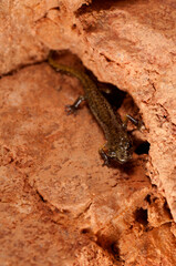 Cave salamander (Hydromantes strinatii) in a cave, Italy.