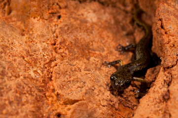 Cave salamander (Hydromantes strinatii) in a cave, Italy.
