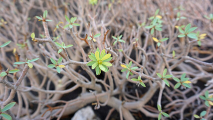 Balsam spurge or Euphorbia balsamifera close-up, Montaña Pelada, Tenerife, Canary Islands, Spain   