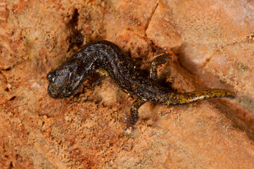 North-west Italian cave salamander (Hydromantes strinatii) in a cave in Liguria, Italy.