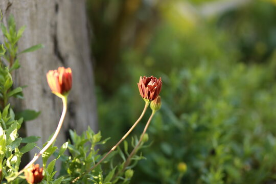 Burgundy osteopermum flowers at sunset