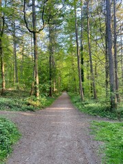 Fototapeta premium Paysage de la Forêt de Soignes, Bruxelles, Belgique
