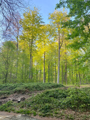 Obraz premium Paysage de la Forêt de Soignes, Bruxelles, Belgique