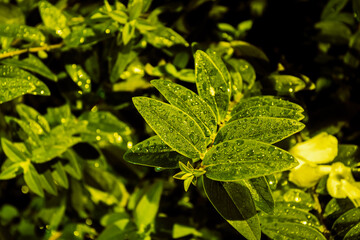 Green leaves with water drops