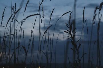 reeds at night