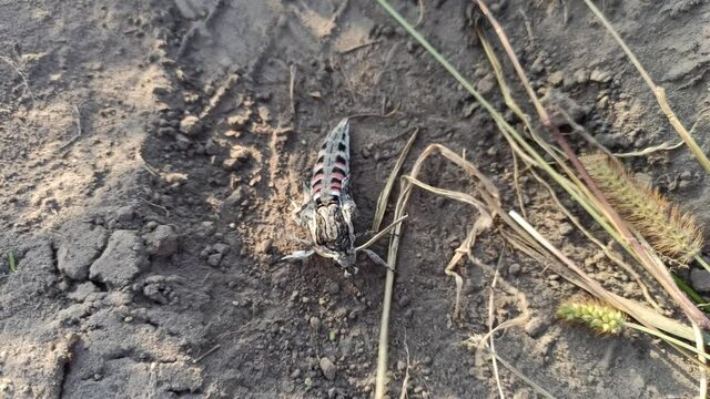 Pine Hawk-moth crawling on soil. Convolvulus Hawk-moth. Agrius convolvuli. Pink-spotted Hawk Moth creeping on soil. Insect creeping on ground