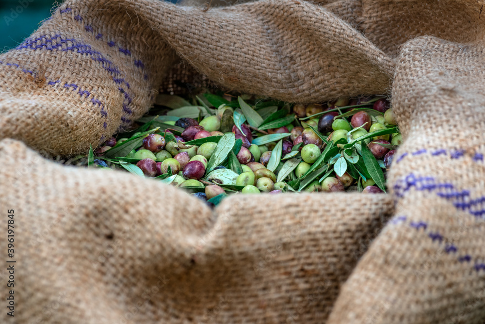 Wall mural harvested fresh olives in sacks in a field in crete, greece for olive oil production, using green ne