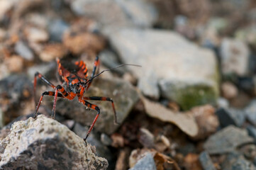 Assassin and thread-legged bug (Rhynocoris iracundus).