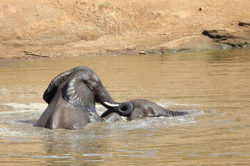 Fototapeta premium Afrikanischer Elefant im Mphongolo River/ African elephant in Mphongolo River / Loxodonta africana.
