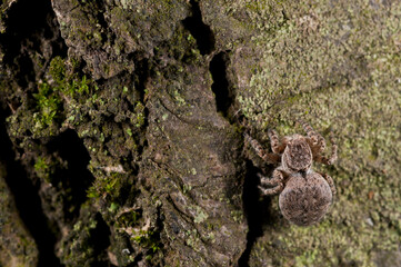 Jumping spider (Aelurillus v-insignitus) female.