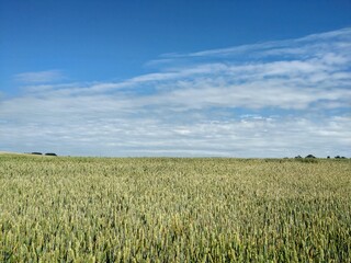 Landscape - agricultural field with young ears of wheat, green plants and beautiful sky.