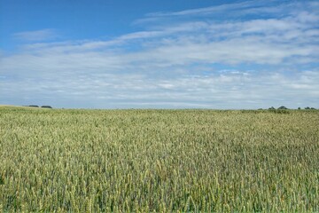 Field of green wheat and blue sky. Nature background.
