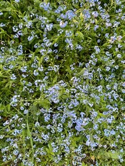 Myosotis (Myosotis sylvatica)