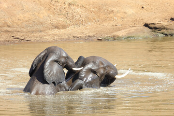 Afrikanischer Elefant im Mphongolo River/ African elephant in Mphongolo River / Loxodonta africana.