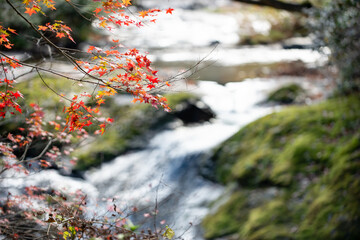 秋と紅葉のモミジ
