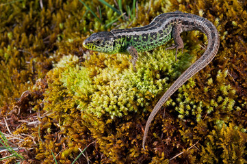Sand lizard (Lacerta agilis) male, Italian alps.