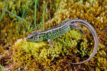 Sand lizard (Lacerta agilis) male, Italian alps.