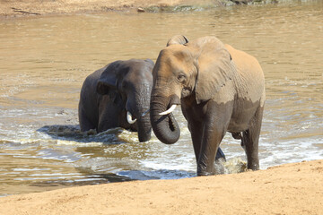 Afrikanischer Elefant am Mphongolo River/ African elephant at Mphongolo River / Loxodonta africana