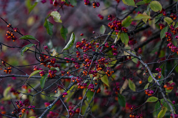 Obraz premium red berries on a tree