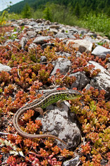 Sand lizard (Lacerta agilis) male in its habitat in the italian alps, Italy.