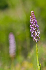 Chalk fragrant orchid (Gymnadenia conopsea), italian alps.