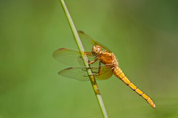 Red-veined darter (Sympetrum fonscolombii).