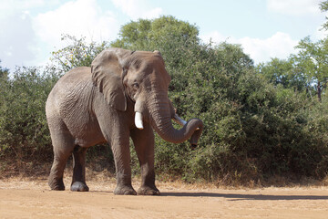 Fototapeta premium Afrikanischer Elefant / African elephant / Loxodonta africana