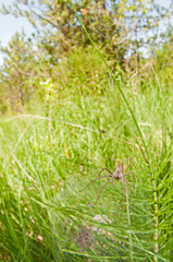 Nursery web spider (Pisaura mirabilis) with juveniles. 
