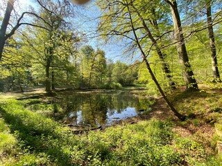 Etang et vallon du Vuylbeek, Forêt de Soignes, Bruxelles, Belgique