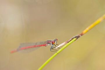 Large red damselfly (Pyrrhosoma nymphula), Liguria, Italy.