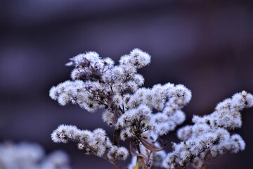 Withered shrub against a gray-blue blurred background